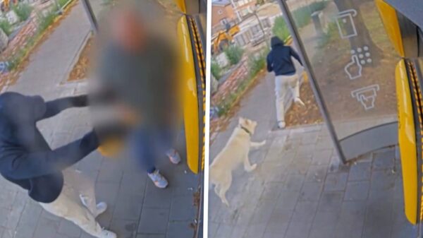Heldhaftige hond jaagt op gewapende overvaller bij geldautomaat in Steenbergen