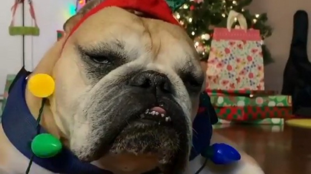 Brutus kan niet wachten tot Kerstmis weer voorbij is