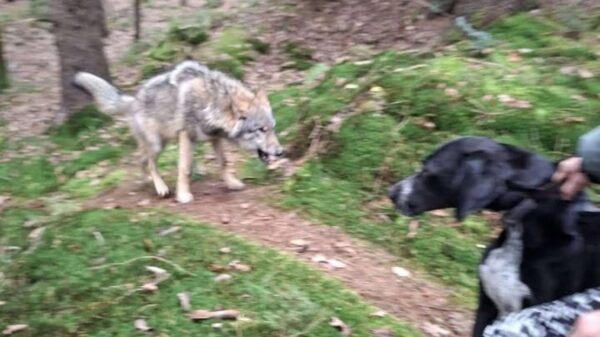 Opdringerige wolf komt vlakbij kinderen in Ansen: "Niet mensenschuw"