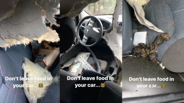 Note to self: laat in bepaalde landen geen eten in je auto liggen