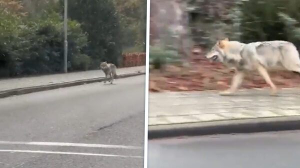 Opnieuw oog in oog met wandelende wolf, duikt op in woonwijk Ermelo