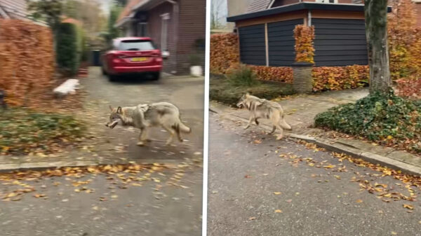Opnieuw oog in oog met wandelende wolf, duikt op in woonwijk Ermelo