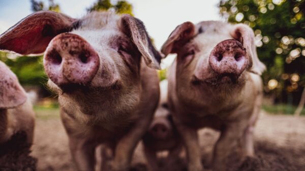 Gelovige servicemonteur na 3 dagen ontslagen en harkt €19.000 binnen