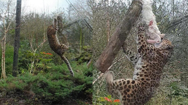 Ook in de dierentuin redt Flappie het niet tot de kerst