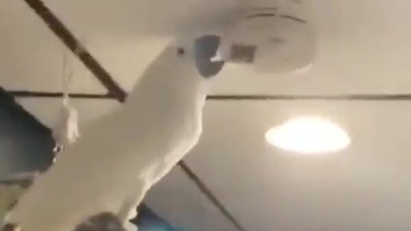 Leuk hoor, huisdieren