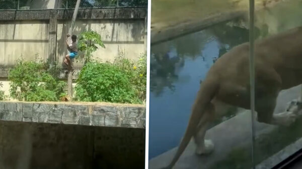 Man klimt leeuwenverblijf in Braziliaanse dierentuin en overleeft het niet