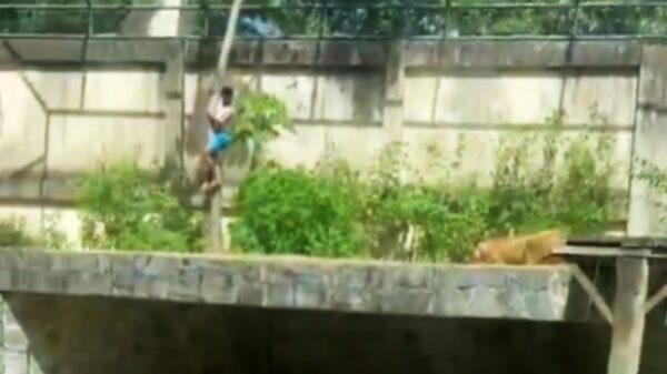 Man klimt leeuwenverblijf in Braziliaanse dierentuin en overleeft het niet