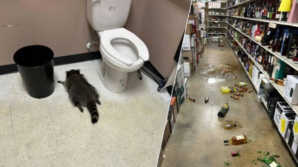 Agenten vinden bezopen wasbeer nadat ’ie een slijterij compleet verbouwde