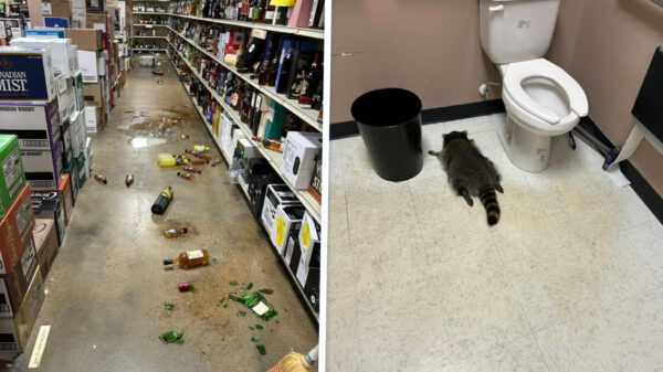 Agenten vinden bezopen wasbeer nadat ’ie een slijterij compleet verbouwde