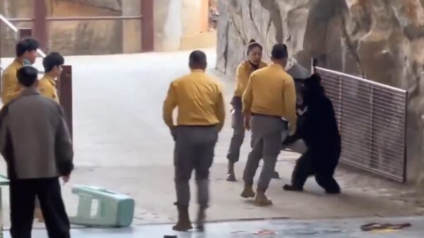 Paniek in Chinese circustent nadat beer ineens een verzorger aanvalt