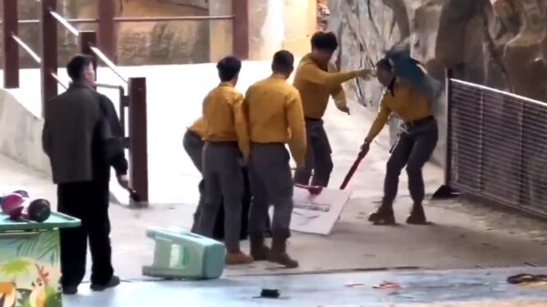 Paniek in Chinese circustent nadat beer ineens een verzorger aanvalt