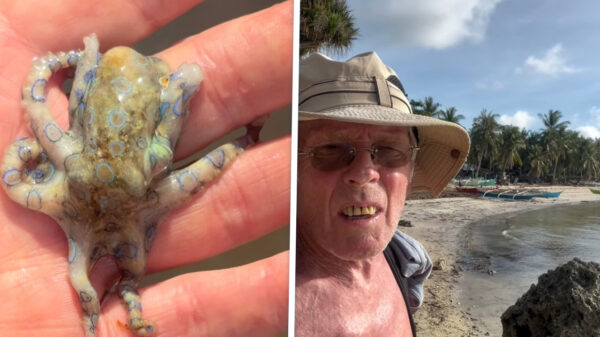 Britse toerist had dodelijke octopus in z'n handen zonder die 'ie het wist