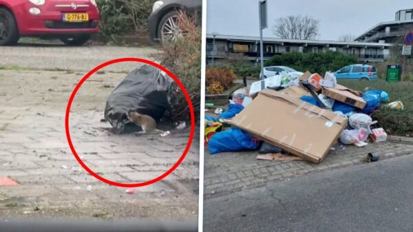 Ratten 'zo groot als konijnen' doordat afval wordt gedumpt in Hengelo