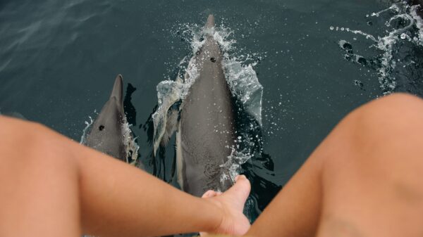 GoPro onthult opmerkelijke jachttechnieken van NAVY-dolfijnen