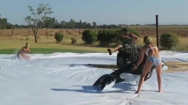 Falende vrouwen op een slip 'n' slide blijven heerlijk om naar te kijken