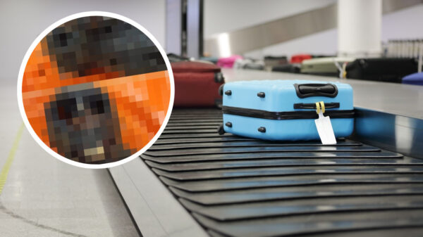 Douane Chicago Airport vindt aapvlees en gemummificeerde apen in koffer