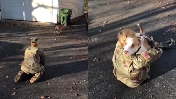 Hond na lange tijd eindelijk weer herenigd met militaire bazin