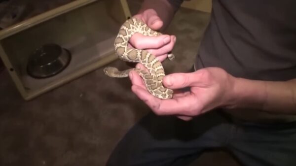 Gestoorde Amerikaan laat zich 200 keer bijten door dodelijke slangen