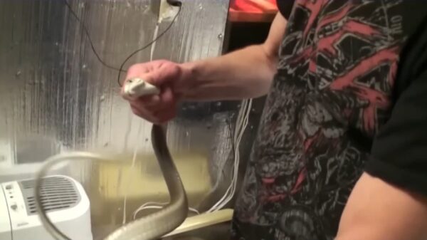 Gestoorde Amerikaan laat zich 200 keer bijten door dodelijke slangen