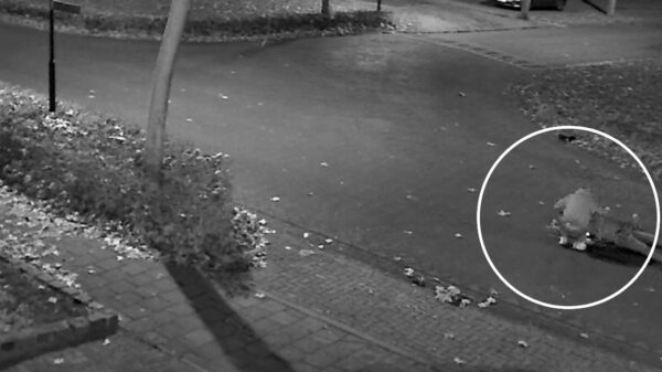 Lafbek jat telefoon en portemonnee van man die in Heesch op straat ligt