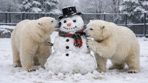 IJsberen in Eindhoven op een sneeuwpop met lading snacks getrakteerd