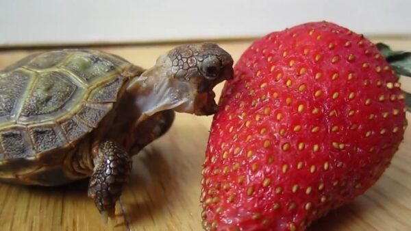 Schattig schildpadje moet een immens grote aardbei zien weg te werken