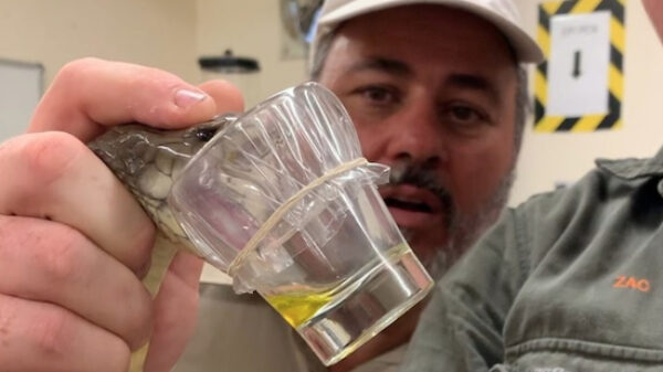 Slangenmelkers trekken genoeg gif uit slang om 30 mensen te doden