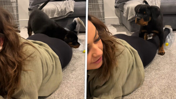 Rottweiler gaat op avontuur en wordt getriggerd door achterwerk van baasje