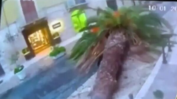 Instortende palmbomen raakt op een haar na een wandelaar in Italië