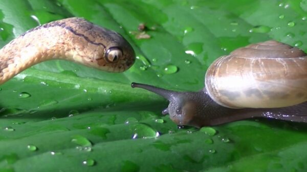 Exotische slakkenetende slang duikt op in tuin in Uithoorn