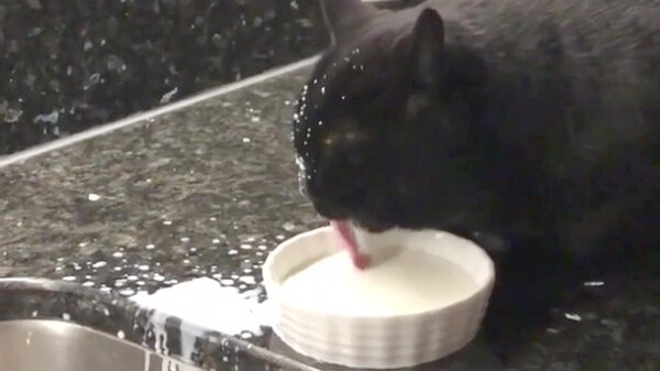 Mlep mlep mlep mlep mlep mlep mlep