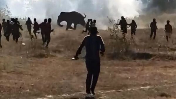 Bizar: Doorgedraaide olifant in India doodt 22 mensen in 10 dagen
