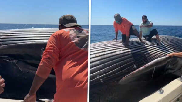 Dronken vissers springen op dode walvis en laten het internet koken