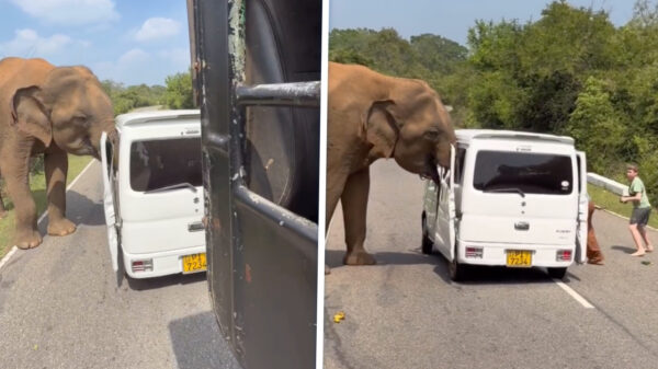 Russische toeristen in Sri Lanka aangevallen na voeren van een olifant