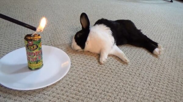 Een konijn wakker maken met illegaal vuurwerk doe je zo