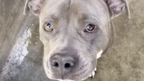 Pitbull Valerio grijpt 75-jarige baasje twee dagen na zijn adoptie