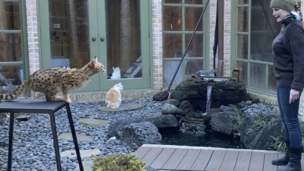 Deze joekel van een kat wordt niet graag voor de gek gehouden