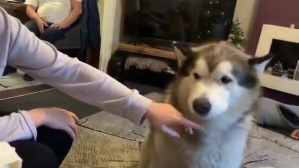 Dit is de meest sarcastische woef aller tijden