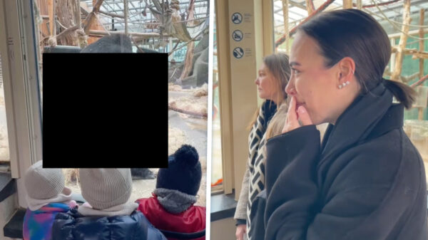 Gorillakoppeltje geeft ongeplande seksuele voorlichting in Zoo Antwerpen