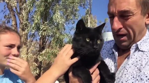 Stelletje gaat kijken bij hun afgebrande huis en vindt hun kat weer terug