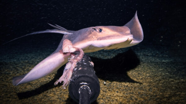 YouTuber legt op bodem Bali Zee eerste beelden van zeldzame dieren vast