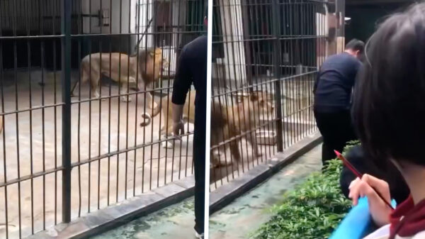 Horror in China: Leeuw grijpt meisje bij d'r broek tijdens voedermoment