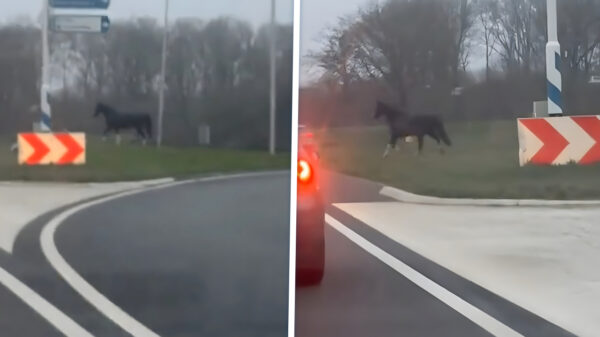 Automobilisten kijken raar op: Ineens loopt er 1 PK over de weg bij Utrecht