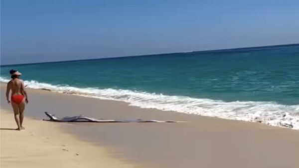 Zeldzame 'doomsday'-vissen spoelen aan en jagen internet stuipen op het lijf