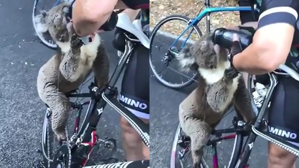 Uitgedroogde koala krijgt te drinken van Australische wielrenner