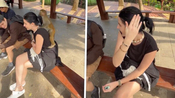 Vriendelijk aapje leeft zich uit en geeft een gratis 'hoofdmassage'