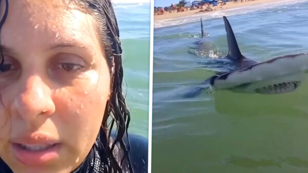 Wat schattig! Lekker stukje zwemmen met een hamerhaai