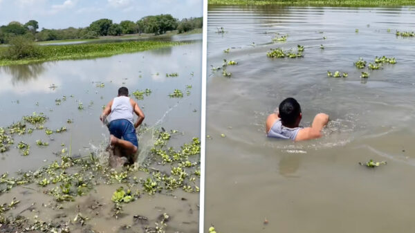 Kaaiman grijpt been van praatjesmaker die iets te enthousiast gaat zwemmen