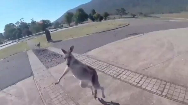 De kans dat een kangoeroe je sloopt na je parachutesprong is klein maar nooit nul