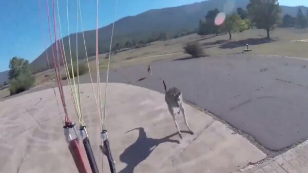 De kans dat een kangoeroe je sloopt na je parachutesprong is klein maar nooit nul